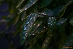 Waterdrops on plants outside my house