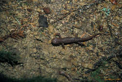 Odd lizard on the trail to Berry Creek Falls.  Saw dozens of them out in the rain.  Orangey/brown, glistening