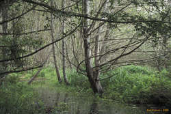 swamp land on a track at point reyes