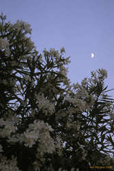 Moonrise over flowers