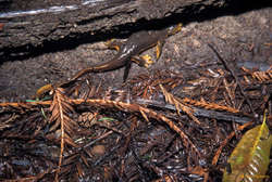 Different lizard, same species, Berry Creek Falls track