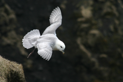 Seabird hovering