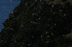 Birds nesting on the cliffs