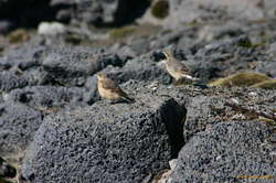Birds sitting on some lava