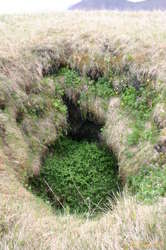 Grown in hole in the lavafield at Búðir