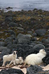 A ewe and her lambs by the seashore, near Búðir