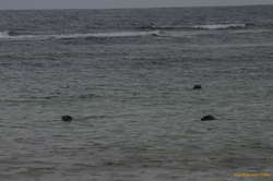 The seals wanted to know who'd invaded their beach