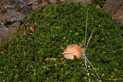 Big mushrooms at Dimmuborgir