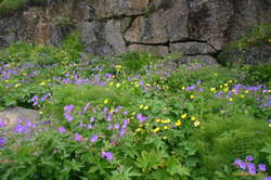 Wilidflowers at Þingvellirvatn