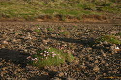 outcrops of flowers