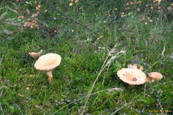 Autumn means mushrooms