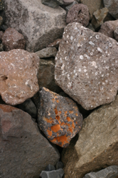 The shore south of Bolungarvík was full of these spotty stones, both white and orange