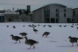 Geese on the pond