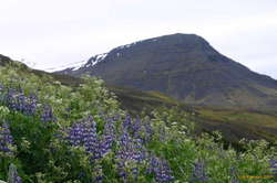 Lupines looking up to Kistufell