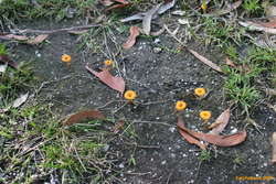 Orange mushrooms