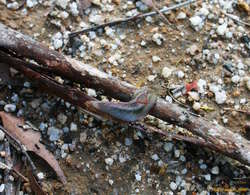 We saw lots of these slugs along the way, Triboniophorus graeffei
