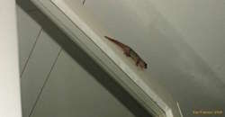 Asian House Gecko
