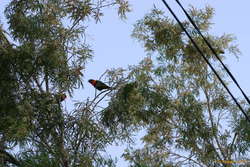 Lorrikeets in the paperbark trees outside home
