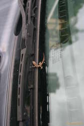 Little gecko on the car