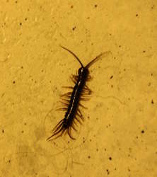 Centipede visitor in my bathroom