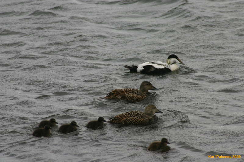 Eider duck family