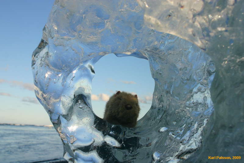 Wombat goes ice caving