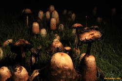 Mushroom vista