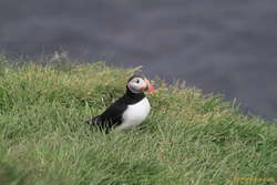 Puffin time