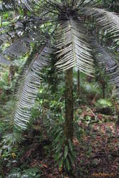 giant cycad