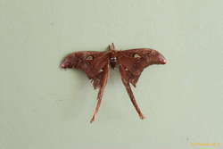 male Hercules Moth