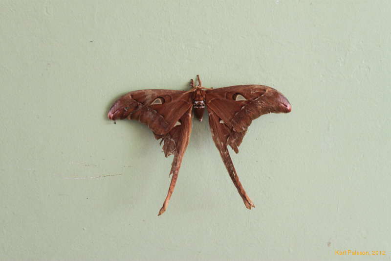 male Hercules Moth