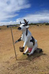 Buccaneer Cow at Cape Leeuwin