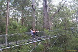 Oli, Steph and Kata on the Treetop Walk