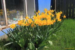 Full of daffodils