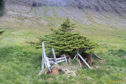 Cool tree at Uppsalir