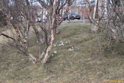 Flowers sprouting under the trees?