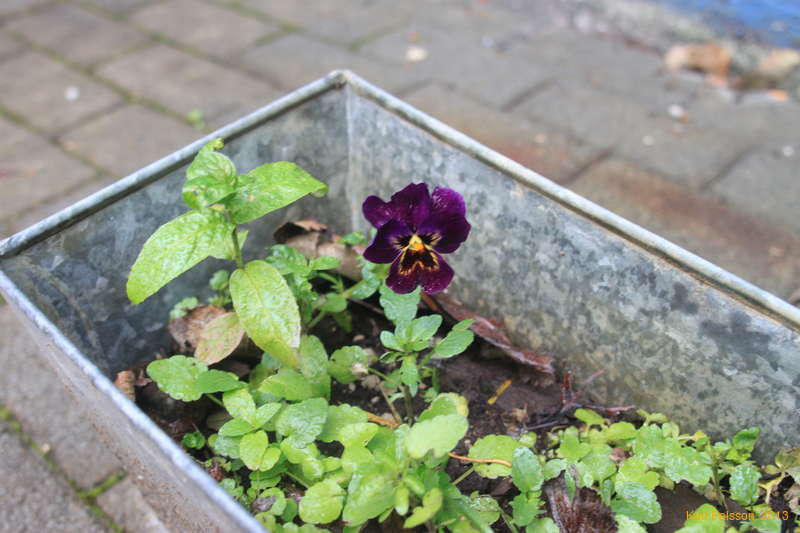 Late pansy, self seeded!