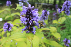 Bumblebee in the botanical gardens (Nepeta Grandiflora)