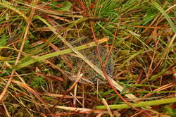 Wet spiders web