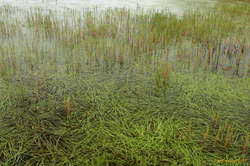 Grassy lake, north of Drífandi
