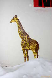 What's a giraffe doing in the snow?