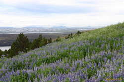 Lupines looking out to Reykjavik