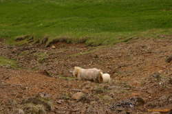 A Sheep with a collar
