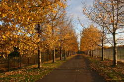 Autumn avenue