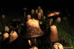 Mushroom Kingdom