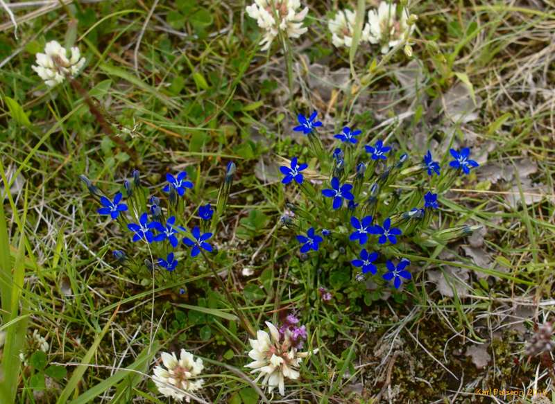 Alpine Gentians at Kirkjubæjarklaustur