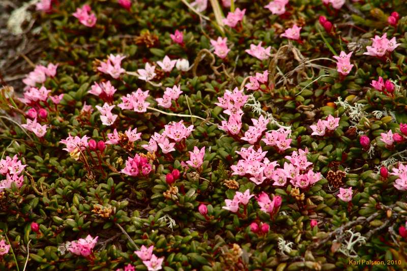 Lovely flowers