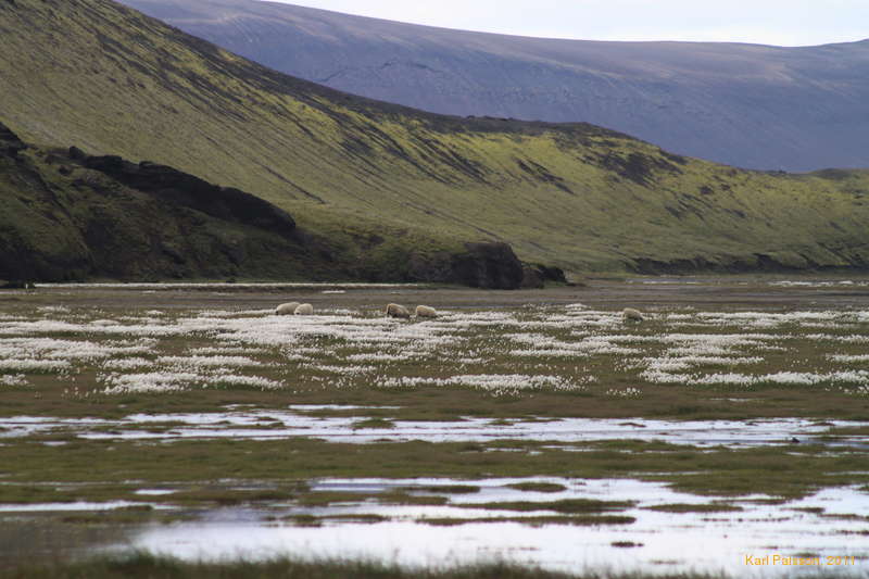 Sheep roaming the cotton grass