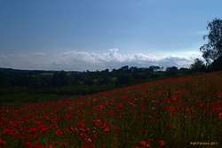 Poppy Fields near Roslin