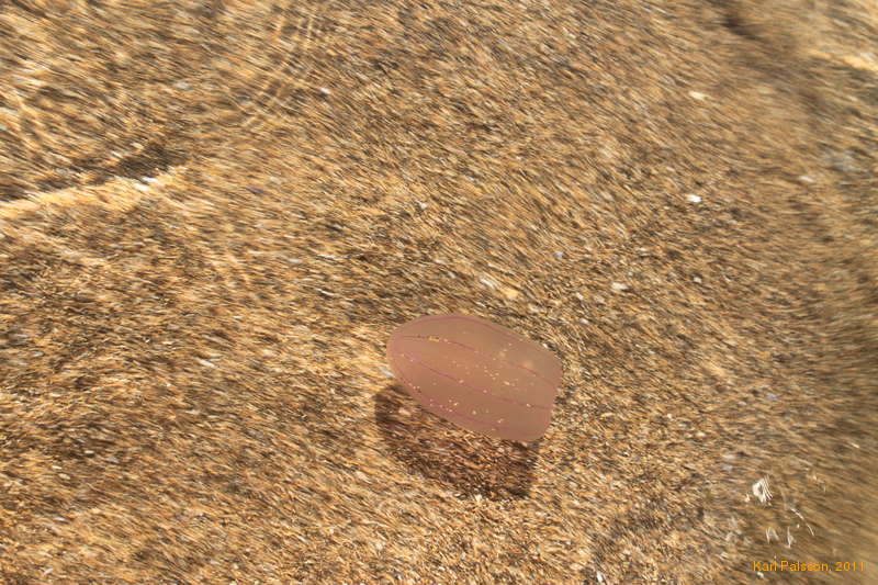 Beroe family jellyfish (Ovata?)